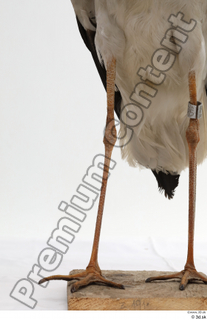 Black stork leg 0001.jpg